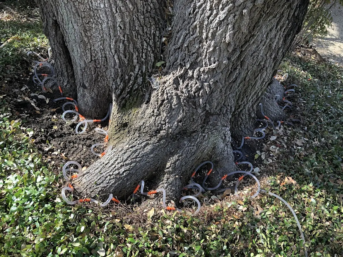 Detailed Tree Cabling and Bracing job site in Tollhouse