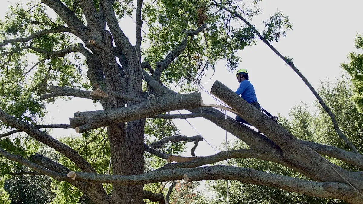 Professional Crown Thinning performed by certified arborists in Tollhouse